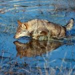 El Parlamento Europeo aprueba una iniciativa de Vox para permitir la caza de lobos en al sur del río Duero, Guadalajara incluida, pero no se pondrá en marcha si el Gobierno de Sánchez no lo autoriza