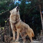 El Pleno de la Diputación de Guadalajara aprueba por unanimidad destinar 470.000€ en ayudas a los ganaderos de la Sierra Norte por los ataques de lobos: se destinarán para la compra de collares electrónicos para las reses o como pago por los ataques sufridos