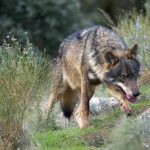 Condenada la Junta de Castilla y León a indemnizar con 15.200€ a un ganadero que perdió 29 animales en una treintena de ataques de lobos