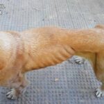 Investigan al propietario de dos perros por tenerlos abandonados y desnutridos en su segunda residencia del municipio de Cogollor