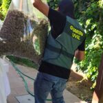 Desmantelada una nueva plantación ilegal de marihuana en un chalé de El Casar: la pareja detenida vivía con sus dos hijos de corta edad