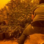 La Guardia Civil de Guadalajara detiene a un joven de 21 años que había instalado una plantación de marihuana en dos viviendas ‘okupadas’ en la urbanización Peñarrubia de El Cubillo de Uceda