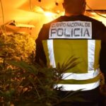 La Policía Nacional desmantela cuatro plantaciones ilegales de marihuana ‘indoor’ el mismo día, una en Azuqueca de Henares, otra en Torrejón del Rey y dos en Galápagos: hay ocho detenidos y 2.150 plantas y 15 kilos de cogollos intervenidos