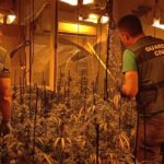 Desmanteladas dos plantaciones ilegales de marihuana en sendos chalés de El Casar y Cabanillas del Campo: detenido un hombre en la primera operación, mientras que se busca a los ‘recolectores’ de las plantas en la segunda