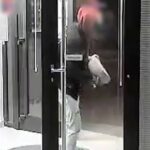 Intenta romper con una piedra la puerta de cristal blindada de un banco en Cifuentes y acaba detenido por la Guardia Civil gracias a la llamada de un vecino que escuchó el ruido que estaba haciendo el ladrón