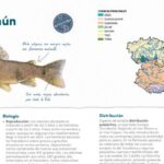 Actualizada la ‘Guía de peces y cangrejos de Castilla La Mancha’: en la región se expiden más de 80.000 licencias de pesca cada año