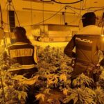La Policía Nacional de Guadalajara desmantela dos plantaciones indoor en Galápagos y El Casar: se ha detenido a tres personas y se han incautado 1.250 plantas de marihuana y 122 kilos de hachís