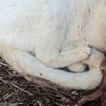 Investigada una persona por causar la muerte a un gato en Iriépal (Guadalajara) con un cepo para cazar zorros y conejos: podría ser condenada a 18 meses de prisión