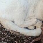 Investigada una persona por causar la muerte a un gato en Iriépal (Guadalajara) con un cepo para cazar zorros y conejos: podría ser condenada a 18 meses de prisión