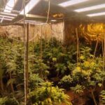Detenidas cuatro personas en Azuqueca de Henares como responsables del cultivo de 254 plantas de marihuana en un chalé de Torrejón del Rey: también estaban enganchados ilegalmente a la red eléctrica