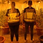 Desmantelada una plantación de marihuana en una nave del polígono industrial de Cabanillas del Campo: se detuvo a tres personas que se habían escondido tras una falsa pared de cartón-yeso