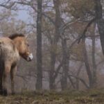 Llegan a Villanueva de Alcorón (Guadalajara) los 16 nuevos caballos de Przewalski, una especie salvaje en peligro de extinción procedente de Hungría, que junto con otros 10 llegados en mayo se intenta repoblar una extención de casi 6.000 hectáreas del entorno del parque natural del Alto Tajo