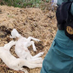 El Seprona de la Guardia Civil de Guadalajara investiga a un ganadero por maltrato animal tras aparecer multitud de animales muertos por falta de atención y cuidado en su granja de Uceda