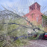 El fuerte viento asociado a la borrasca Nelson derriba un árbol de grandes dimensiones sobre tres vehículos aparcados en la calle Toledo de Guadalajara sin que afortunadamente se produzcan daños personales