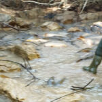 El Ayuntamiento de Sacedón acusa a la Confederación Hidrográfica del Tajo de un atentado ecológico por la muerte de miles de peces al cerrar de golpe las compuertas del canal del trasvase de Entrepeñas a Buendía