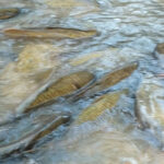 PACMA pide explicaciones a la Confederación Hidrográfica del Tajo por la mortandad de peces por el cierre del canal del trasvase entre Entrepeñas y Buendía