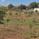Ecologistas en Acción denuncia que el Ayuntamiento de Guadalajara está dejando morir el denominado ‘bosque urbano’ de Aguas Vivas y el Consistorio asegura que dicho entorno no está regularizado como parque por lo que ha pedido a los vecinos regularizarlo como tal