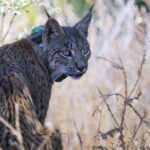 La Comunidad de Madrid confirma la existencia de linces ibéricos en la provincia de Guadalajara tras desplazarse uno de ellos hasta el entorno de Villalbilla y Los Santos de la Humosa