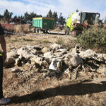 Detenido el dueño de una explotación ganadera por dejar morir por enfermedad y falta de cuidados a 50 ovejas