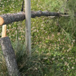 El ayuntamiento de Azuqueca denuncia ante la Guardia Civil la tala vandálica de 35 pinos plantados frente a la piscina climatizada: piden la colaboración ciudadana para encontrar a los responsables