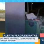 El ciudadano de a pie pregunta: ‘Tras las imágenes de roedores por las calles de Guadalajara, ¿qué tipo de rata nos preocupa más, la que devora basura o la que legisla, se corrompe y devora nuestros presupuestos?