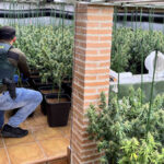 Desmantelada una plantación ilegal de marihuana en un chalé de la urbanización Caraquiz de Uceda (Guadalajara): hay dos detenidos y se han incautado 1.194 plantas con un peso total de 389 kilos