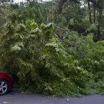 Se desprende una rama de grandes dimensiones de un árbol en el parque de la Concordia de Guadalajara y cae sobre un vehículo aparcado en la calle María Pacheco, sin que consten daños personales