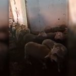 Requisan en la Cañada Real de Madrid 119 corderos que habían sido transportados desde Guadalajara con certificado falso y que iban a ser sacrificados en la fiesta del cordero musulmana