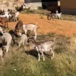 La Junta se reúne con ganaderos de Guadalajara para debatir propuestas sobre la nueva Orden de ayudas al sector por ataques de lobos: en lo que va de 2026 ya se han aprobado 64 solicitudes por estos ataques