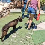 Investigados por maltrato animal los dueños de una ‘escuela canina’: tenían a 46 perros en situación de abandono, sin comida ni agua y con parásitos, por lo que el recinto ha sido clausurado