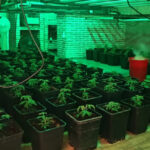 Desmantelada una plantación ilegal de marihuana en el interior de un chalé de la urbanización El Clavín tras una llamada anónima que alertaba del fuerte olor que salía de la casa: hay cinco detenidos