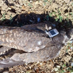 Investigado un cazador por matar un halcón peregrino en un coto de Guadalajara: el ejemplar procedía de un proyecto de reintroducción de esta especie protegida en Burgos y que había llegado hasta la comarca de la Alcarria